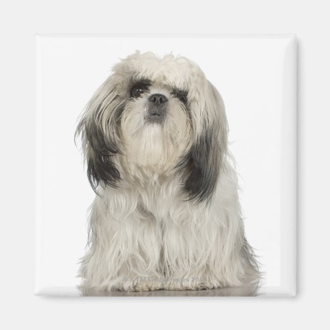 Portrait of Tibetan terrier puppy Magnet (Front)