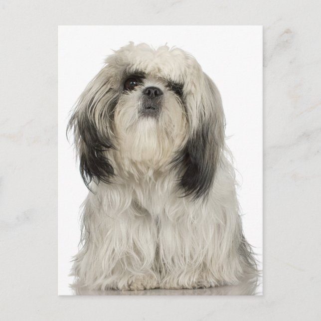Portrait of Tibetan Terrier puppy Postcard (Front)
