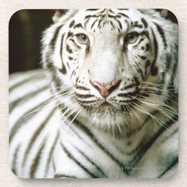 Portrait of tiger beverage coaster (Front)
