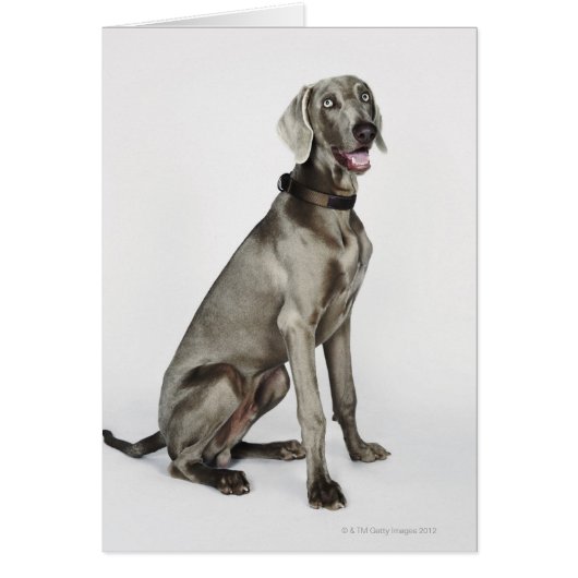 Portrait of Weimaraner dog Cards (Front)