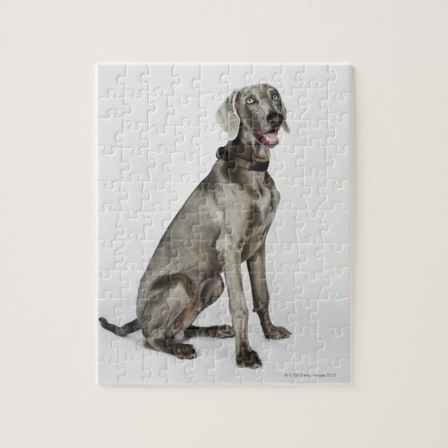 Portrait of Weimaraner dog Jigsaw Puzzle