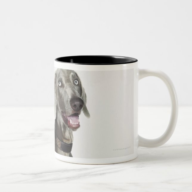 Portrait of Weimaraner dog Two-Tone Coffee Mug (Right)