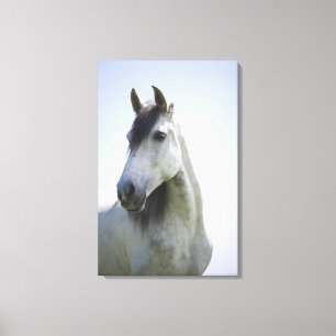portrait of white horse 3 canvas print