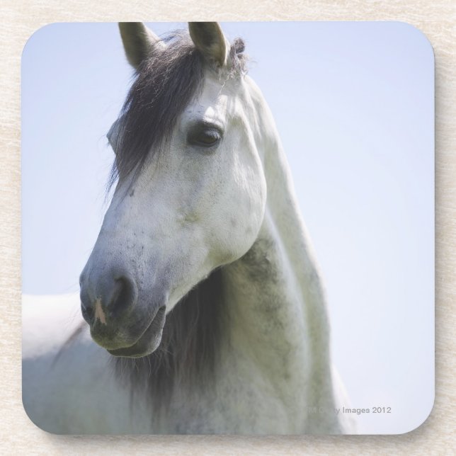 portrait of white horse beverage coaster (Front)