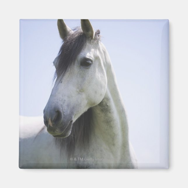 portrait of white horse magnet (Front)