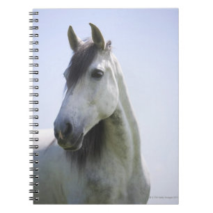 portrait of white horse notebook