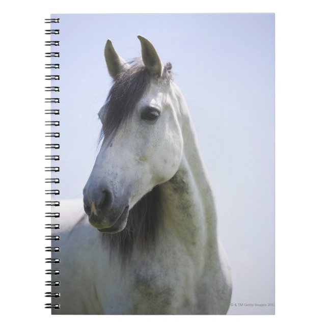 portrait of white horse notebook (Front)