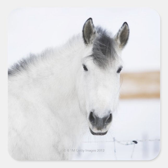 portrait of white horse square sticker (Front)