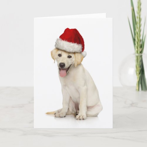 Portrait of white Labrador retriever Holiday Card