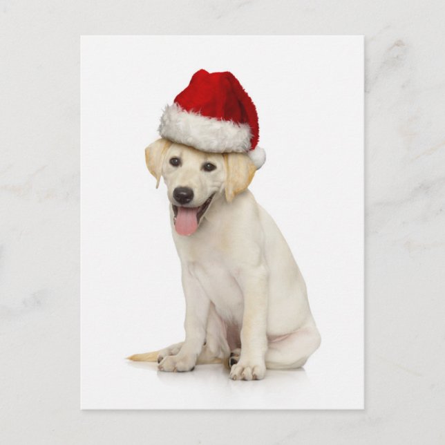 Portrait of white Labrador retriever Postcard (Front)