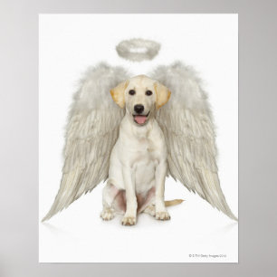 Portrait of white Labrador retriever wearing Poster