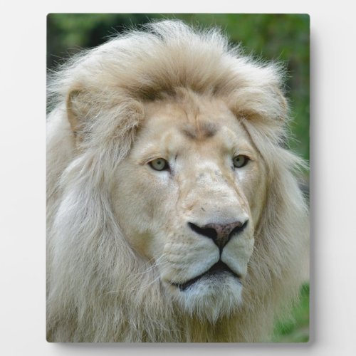 Portrait of white lion plaque