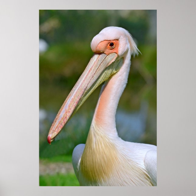 Portrait of white pelican poster (Front)