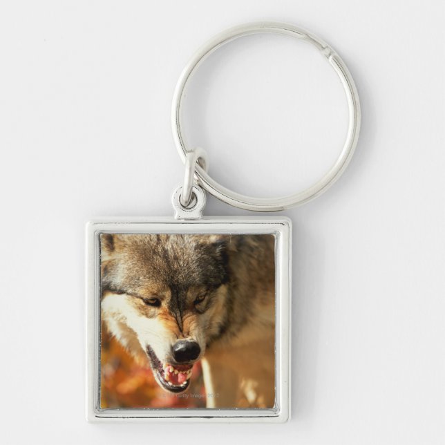 Portrait of wolf growling keychain (Front)