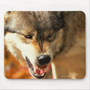 Portrait of wolf growling mouse pad