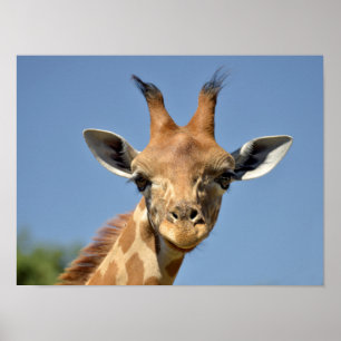 Portrait of young giraffe poster