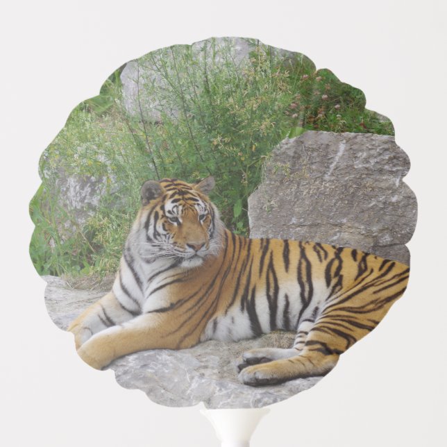 Portrait photo of a Siberian tiger Balloon (Front)