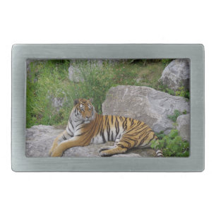 Portrait photo of a Siberian tiger Belt Buckle