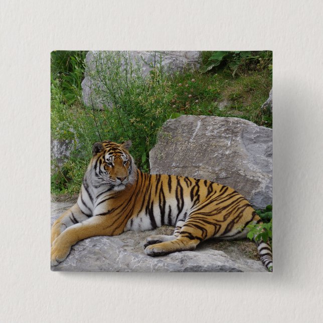 Portrait photo of a Siberian tiger Button (Front)