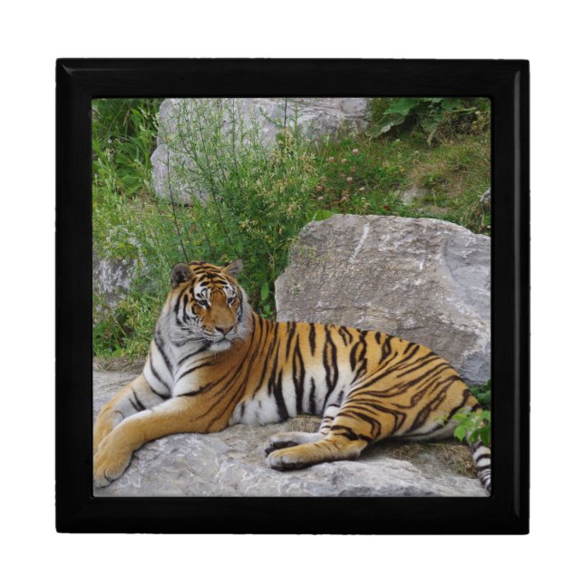 Portrait photo of a Siberian tiger Gift Box (Front)