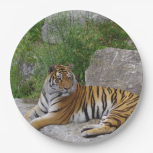 Portrait photo of a Siberian tiger Paper Plates