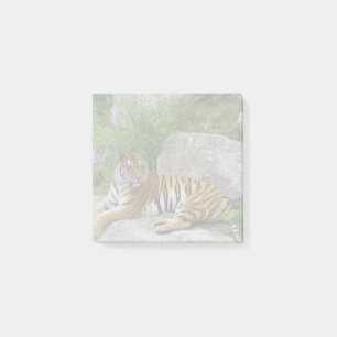 Portrait photo of a Siberian tiger Post-it Notes