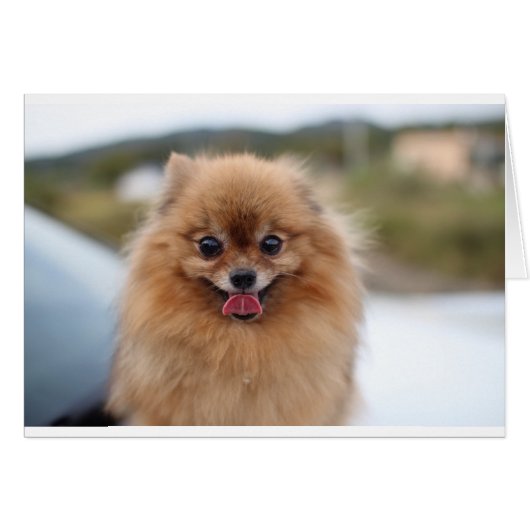 Portrait Pomeranian Dog (Front Horizontal)