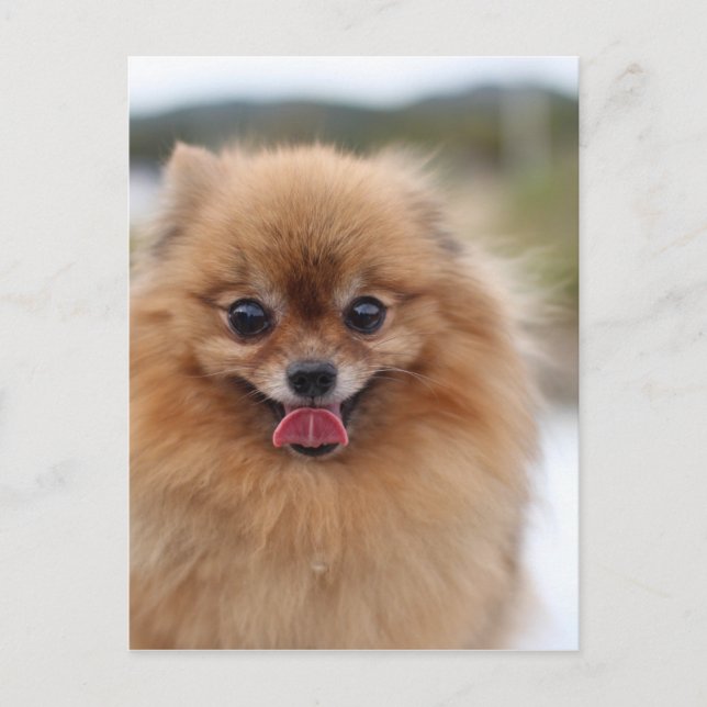 Portrait Pomeranian Dog Postcard (Front)