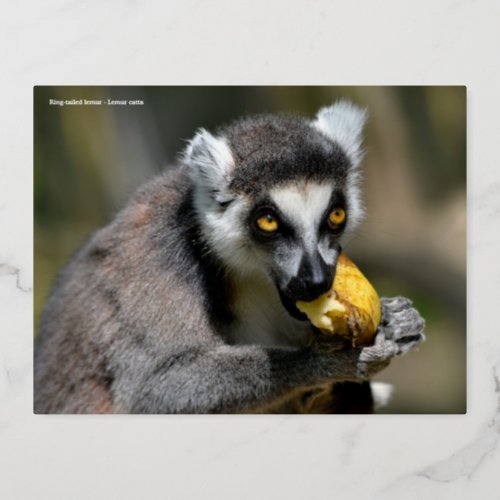 Portrait ring_tailed lemur eating a banana foil holiday postcard