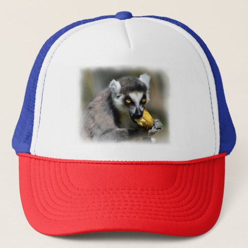 Portrait ring_tailed lemur eating a banana trucker hat