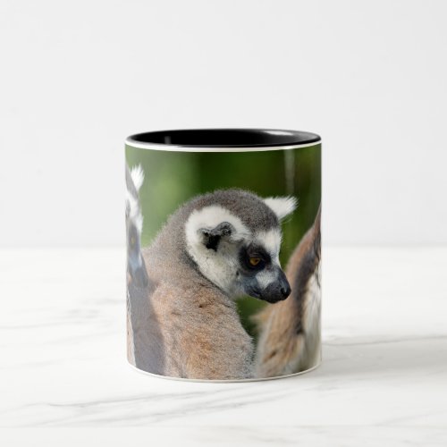 Portrait ring_tailed lemurs Two_Tone coffee mug