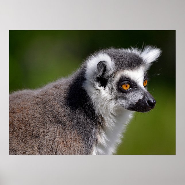 Portrait ring-thai lemur postcard square sticker poster (Front)