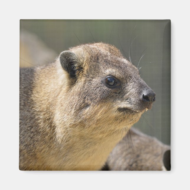 Portrait Rock hyrax Magnet (Front)