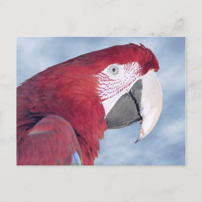 Portrait Scarlet macaw eating carrot Postcard (Front)