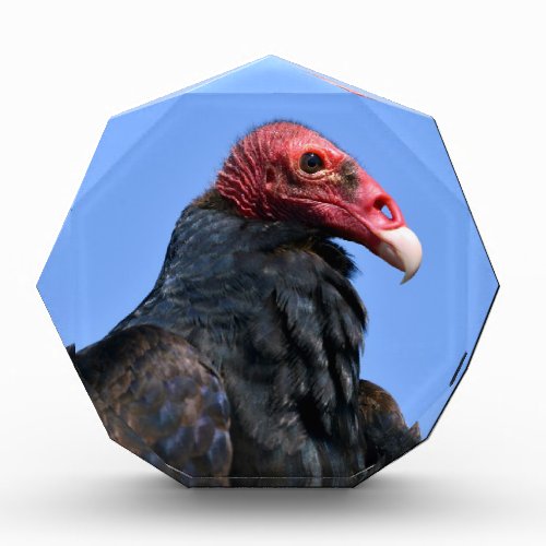 Portrait Turkey vulture Award