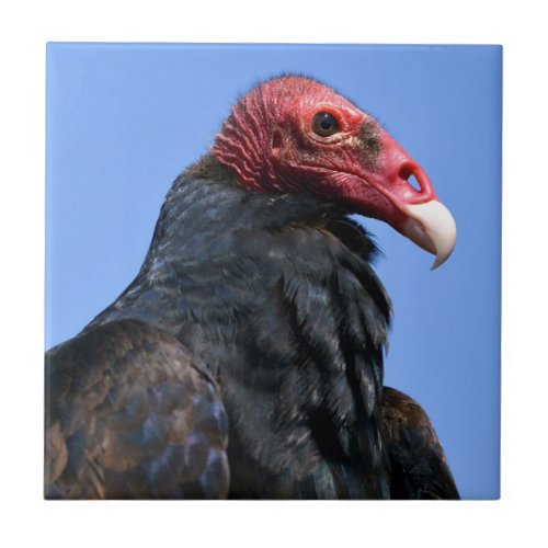 Portrait Turkey vulture Ceramic Tile