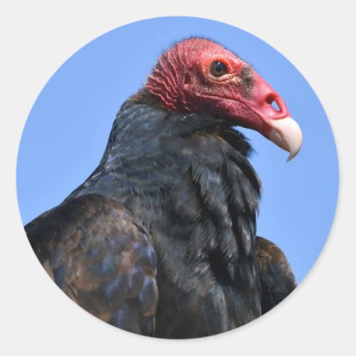 Portrait Turkey vulture Classic Round Sticker