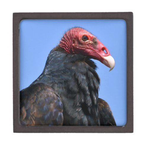 Portrait Turkey vulture Gift Box