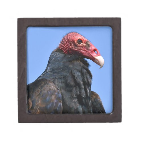 Portrait Turkey vulture Gift Box