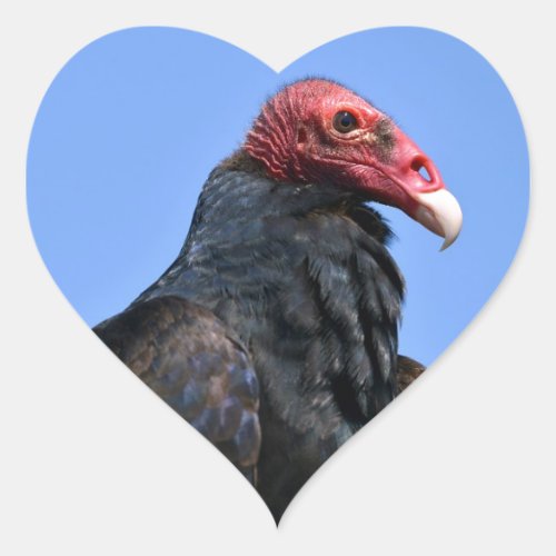 Portrait Turkey vulture Heart Sticker
