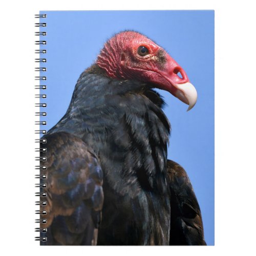 Portrait Turkey vulture Notebook