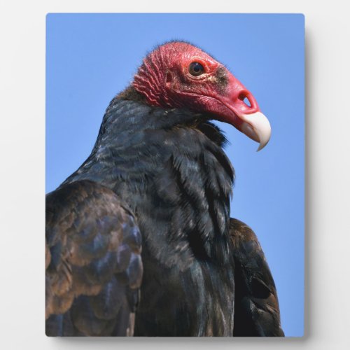 Portrait Turkey vulture Plaque