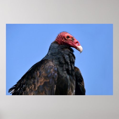 Portrait Turkey vulture Poster