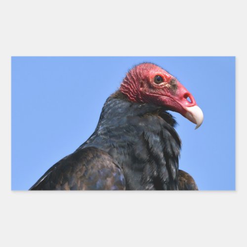 Portrait Turkey vulture Rectangular Sticker