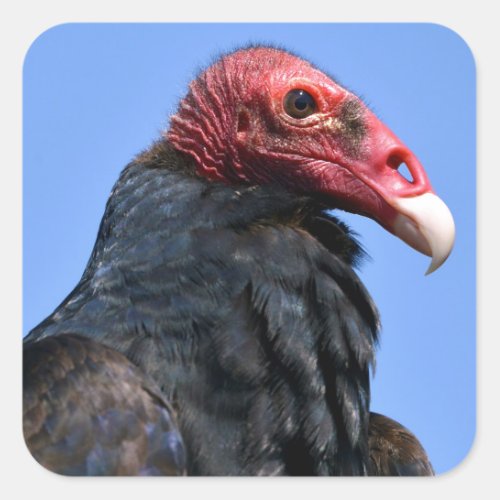 Portrait Turkey vulture Square Sticker