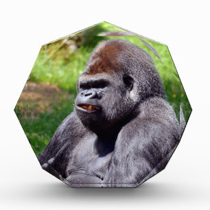 Portrait western lowland gorilla award