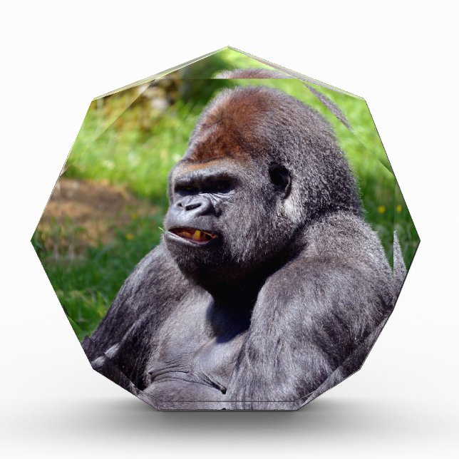 Portrait western lowland gorilla award (Front)