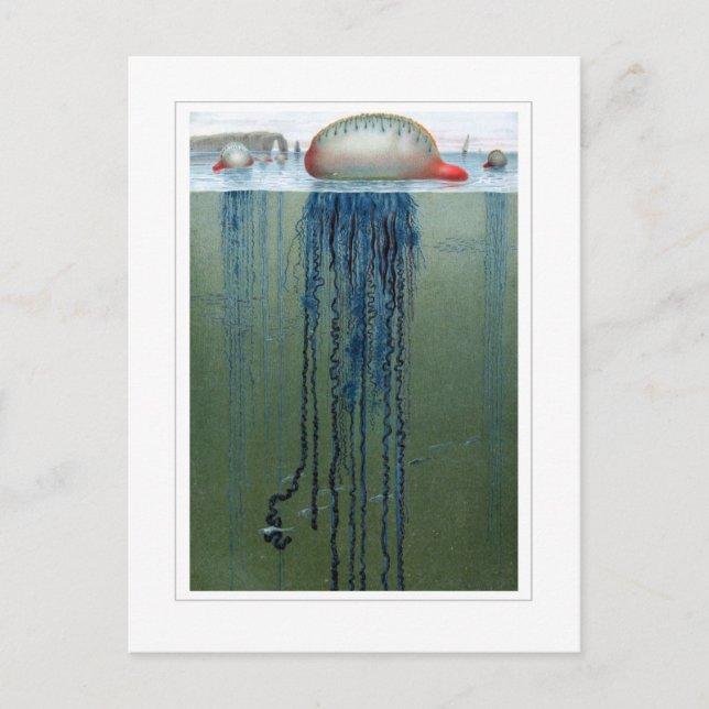 Portugese Man-o-war Postcard (Front)