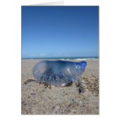 Portuguese Man o’ War (Front)
