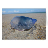 Portuguese Man o’ War II (Front Horizontal)
